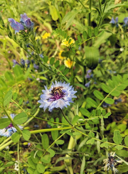 Biene auf hellvioletter Kornblume